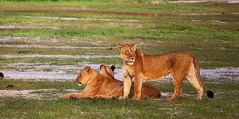 7-Day Zimbabwe Hwange & Mana Pools Luxury Tented Safari