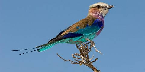 8-Day Victoria Falls, Chobe, & the Okavango Delta