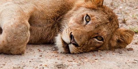 4-Day Safari at Luxury Lodge in Hoedspruit