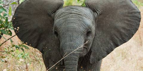 11-Day Best of Zambia's Wildlife Safari