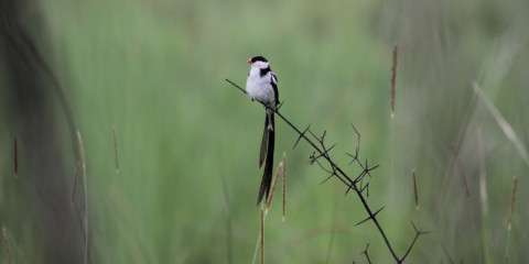 14-Day Uganda Birding and Wildlife Tour with Local Expert