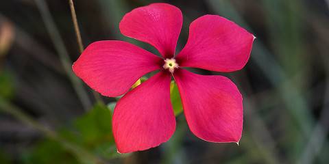 8-Day The Highlands of Madagascar