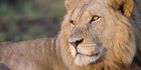 12-Day 11 Nights in Malawi and South Luangwa