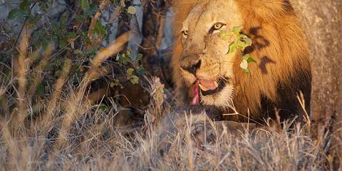 7-Day South Africa Safari: Hluhluwe Elephant Coast