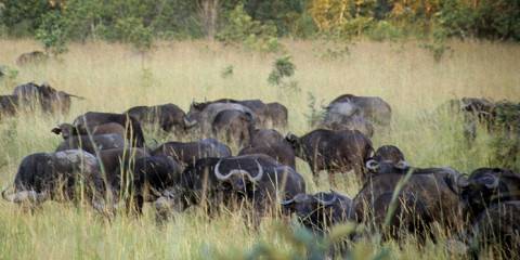 Malawi Luxury Safari for Couples