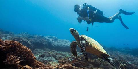 1-Day Marine Park Snorkeling and Dolphin Spotting Tour