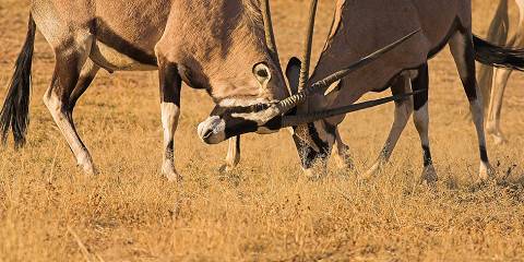 6-Day The Desert and Pan Explore Safari in Botswana