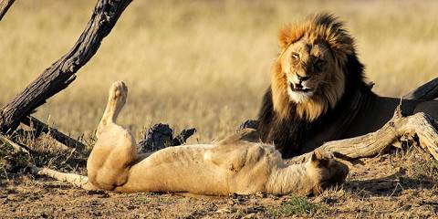 8-Day Kalahari Guided Self-Drive Budget Camping Tour