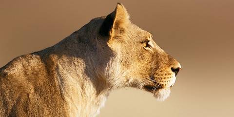 4-Day Private Kruger Park Safari