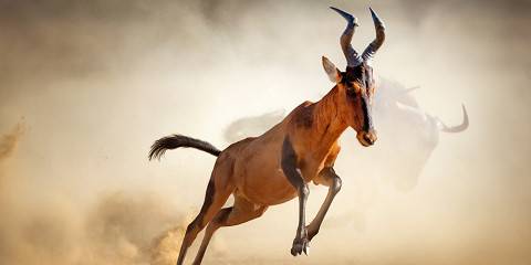 6-Day Chobe to Delta Adventure