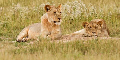 3-Day Chobe National Park Adventure - Hotel Accomodation