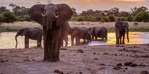 5-Day Moremi and Chobe National Park