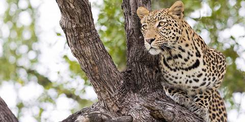 Okavango Delta & Boteti River Tented Safari