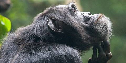 6-Day Uganda Best Budget Tour