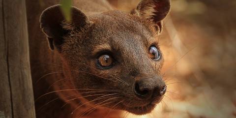 13-Day Madagascar & Seychelles Discovery