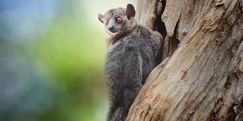 13-Day Madagascar's Best - Rainforests, Tsingy & Beaches