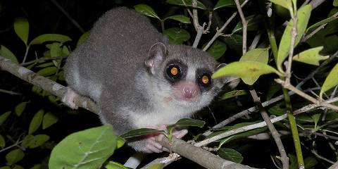 10-Day Madagascar Expedition Tour