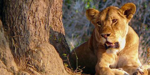 8-Day Amboseli, Masai Mara, Lake Nakuru & Mombasa