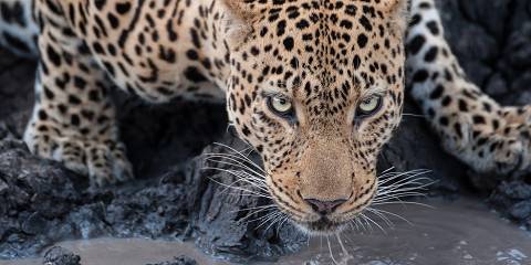 6-Day Sabi Sands and Kruger Park Safari