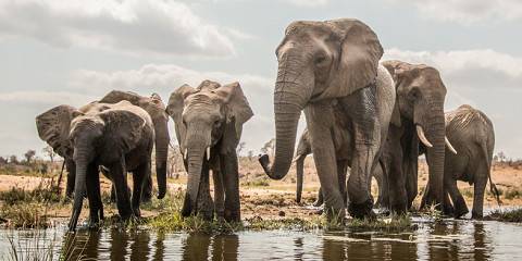 3-Day Perfect Safari for Couples in Pilanesberg Park