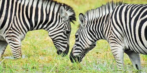 6-Day Malawi Wildlife & Beach Safari