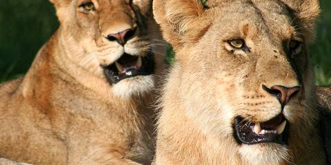 6-Day Luxury Botswana Safari Tour