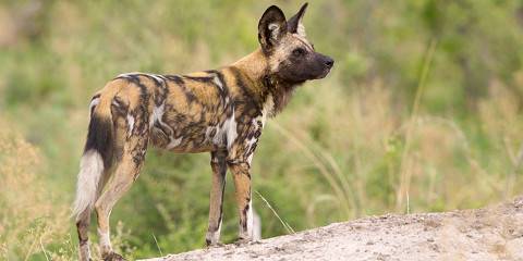 8-Day Best of Botswana