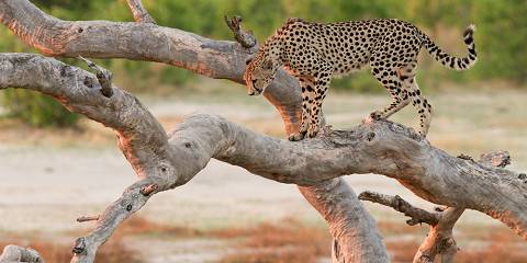 7-Day Central Kalahari and Okavango Delta Safari