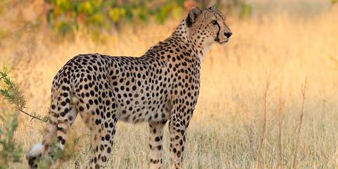 8-Day Lodge Safari - Vic Falls+Chobe+Khwai+Okavango