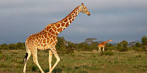 12-Day Ultimate Kenya Iconic Parks Safari