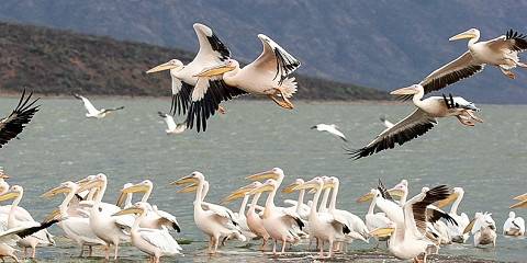 6-Day Private Safari; Masai Mara, Lake Nakuru & Amboseli