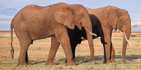 9-Day Incredible Safari + Cultural Experience