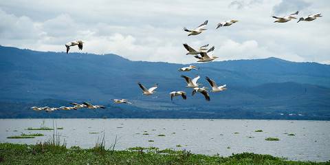 1-Day Hell's Gate NP and Lake Naivasha Adventure