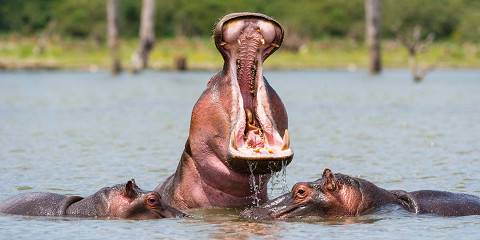 1-Day Hells Gate and Lake Naivasha Safari