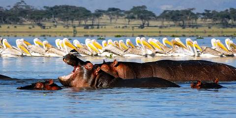 5-Day Walk in the Wild