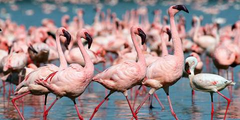 2-Day Lake Nakuru & Hell's Gate NP Budget Safari