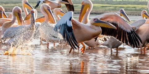 2-Day Exciting Safari -Lake Naivasha & Lake Nakuru Park