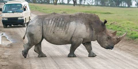 4-Day Mara and Lake Nakuru Budget Camping Safari