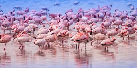 4-Day Special Masai Mara-Nakuru Budget Safari 2025-2026