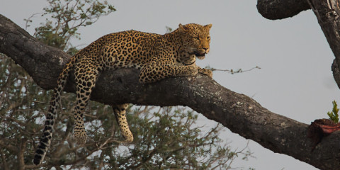 7-Day Plus Private Custom Greater/Kruger Photo Safari