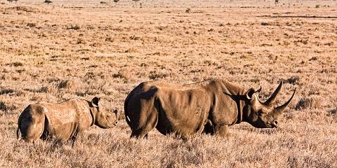 3-Day Budget Masai Mara Shared Tour