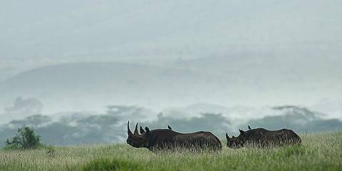 7-Day Luxury Tour Mara, Nakuru, Naivasha & Amboseli