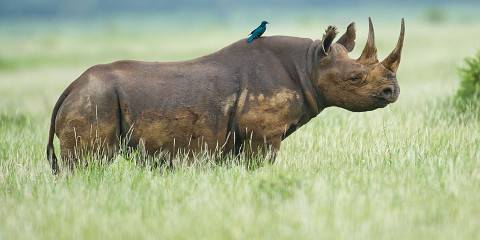 3-Day Sirikoi Lodge Flying Safari