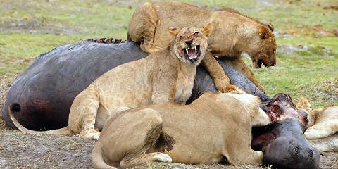 9-Day Budget Camping Victoria Falls to Okavango Delta