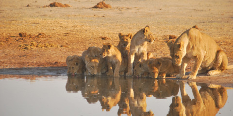 7-Day Okavango Delta Mobile Safari - Fully Inclusive