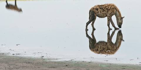 4-Day Luxury Safari at King Lewanika Lodge, Liuwa Plains