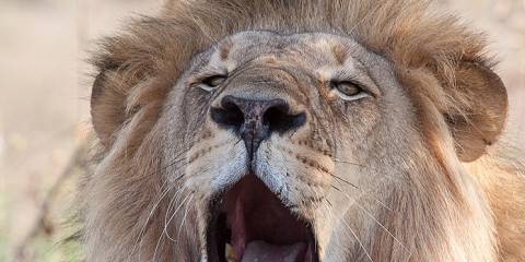 4-Day Camping Safari- Lower Zambezi