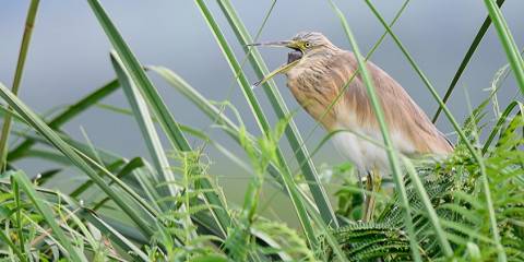 1-Day Mabamba Wetland Birding Trip