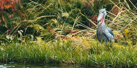 1-Day Shoebill Trekking Safari in Mabamba Swamp