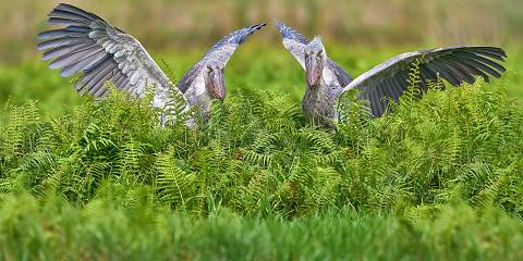 10-Day Uganda Birding Safari